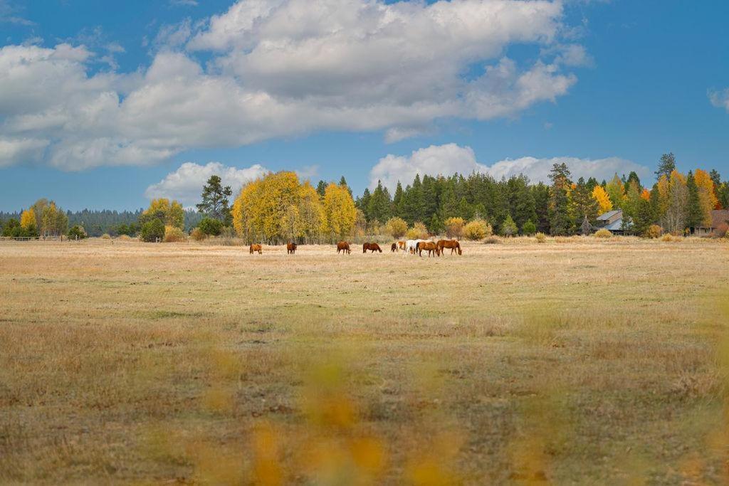 Coyote - Unit 15 Villa Sunriver Exteriör bild